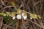 Woolly huckleberry